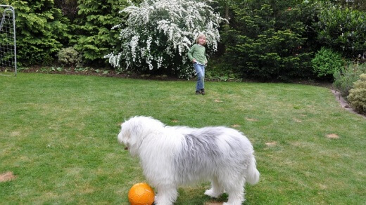 הפעלות עם כלבים