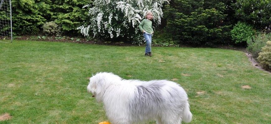 הפעלות עם כלבים